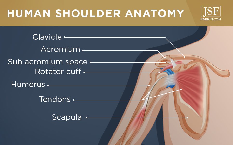 Human shoulder anatomy infographic